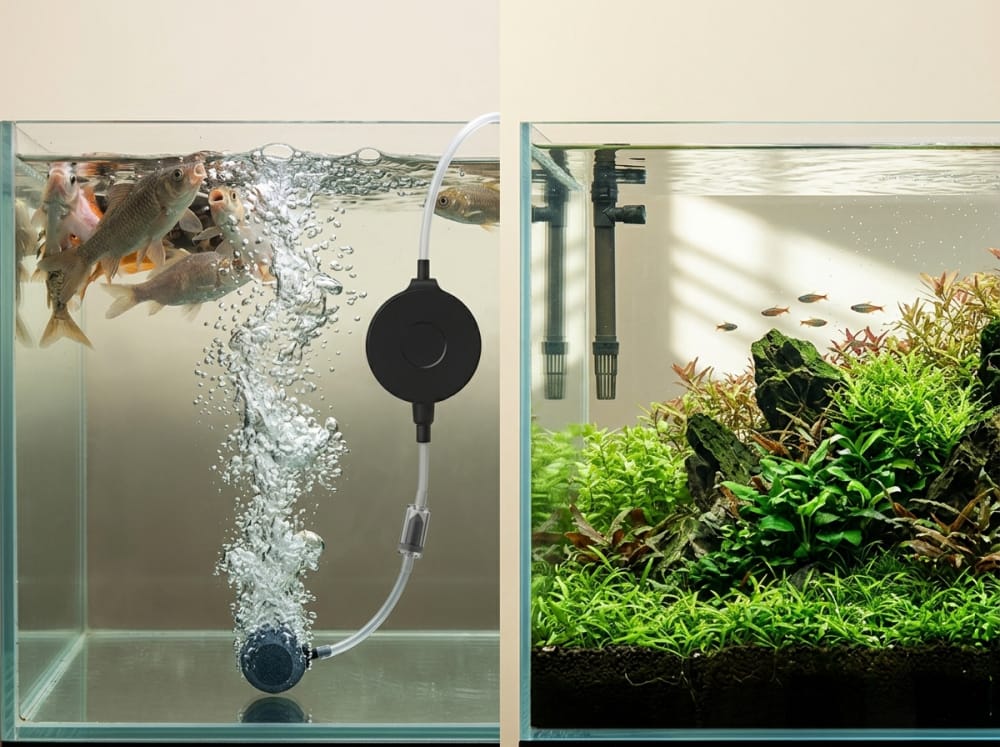 Bilakah Pam Udara Akuarium Diperlukan di Malaysia? — supporting aquarium detail