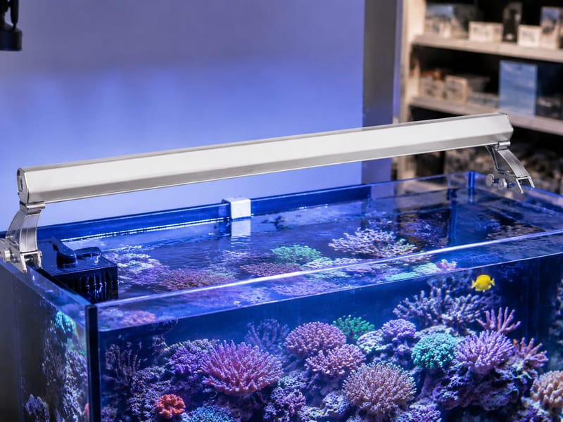 T5 HO Aquarium Lights Wholesale: Panduan Pembelian Borong — practical setup example