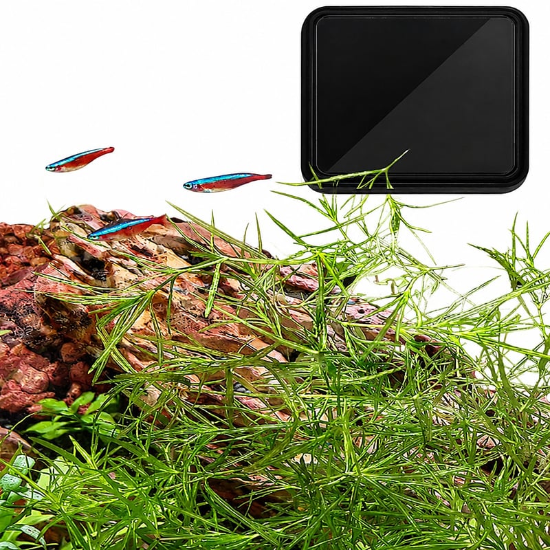 Imej fungsi WK108 USB Digital Aquarium Thermometer model WK108 untuk pengedar peralatan akuarium dan pasukan sumber